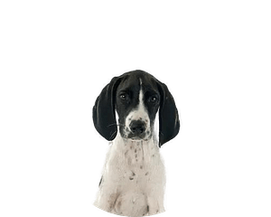 Francais blanc et noir pup rond