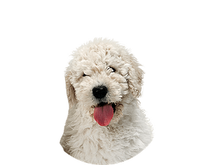 Komondor pup rond