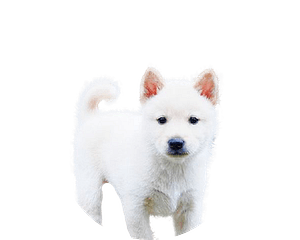 Korea jindo dog pup rond