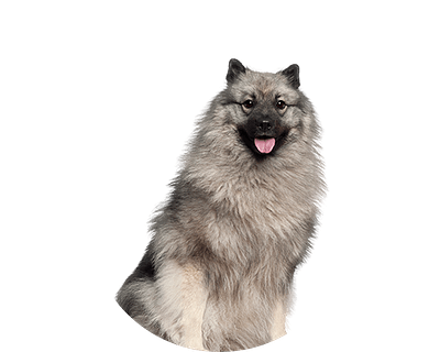 Keeshond rond
