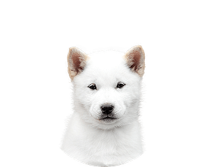 Hokkaido pup rond