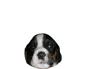 Haldenstovare pup rond