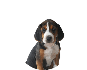 Hamiltonstövare pup rond