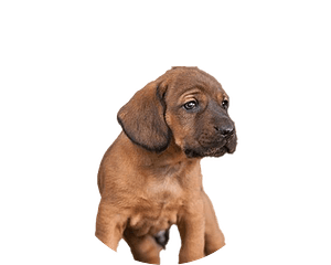 Hannoverscher schweisshund pup rond