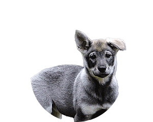 Jamthund pup rond
