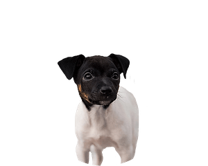 Japanse terrier pup rond