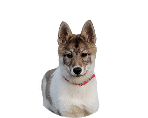 Oost siberische laika pup rond