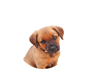 Oostenrijkse pinscher pup rond