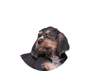 Otterhound pup rond