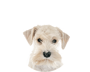 Lakeland terrier pup rond
