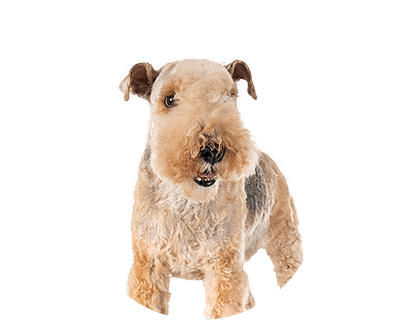 Lakeland terrier rond