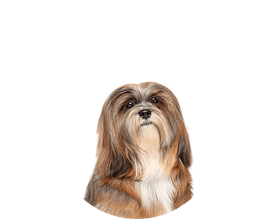 Lhasa apso rond