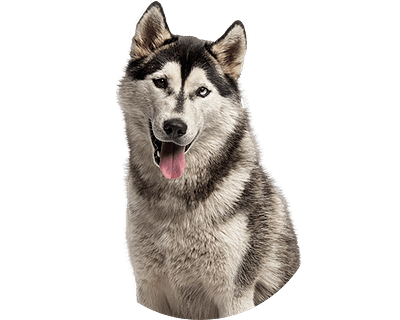 Malamute rond