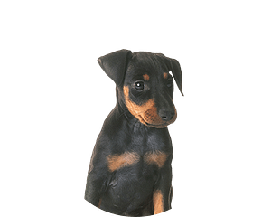 Manchester terrier pup rond