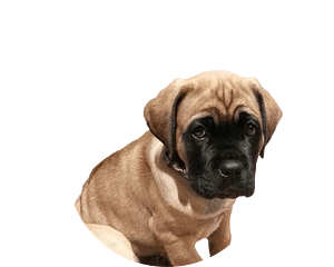 Mastiff pup rond