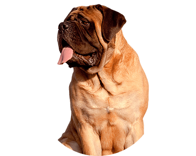 Mastiff rond