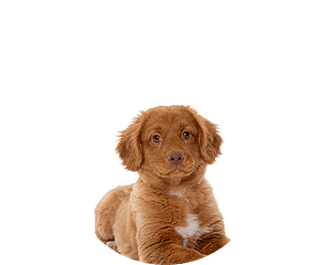 Nova scotia puppy rond