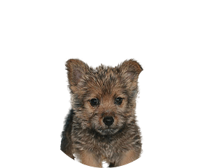 Norwich terrier pup rond