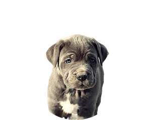 Naepolitano mastino pup rond