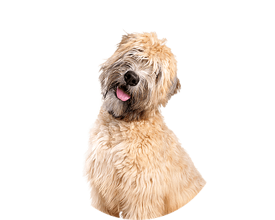 Soft wheaten rond