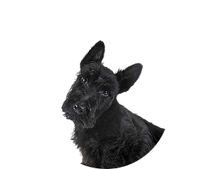 Schotse terrier pup rond