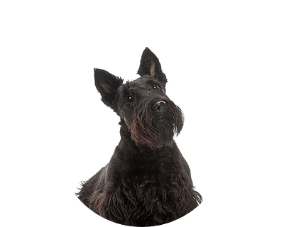 Schotse terrier rond