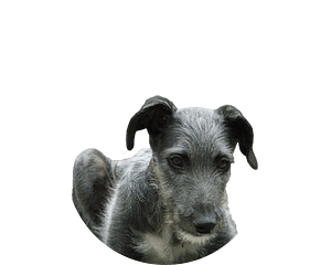 Scottish deerhound pup rond