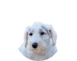 Sealyham terrier pup rond