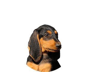 Segugio italiano pup rond