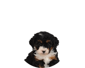 Sennendoodle pup rond