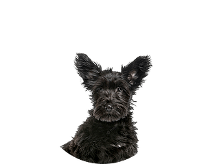 Skye terrier pup rond