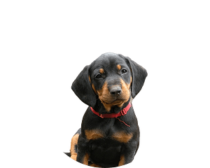 Slovenský kopov pup rond