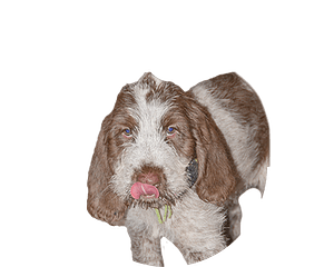 Spinone italiano pup rond