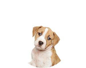American Staffordshire Terrier pups te koop