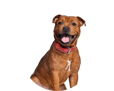 Staffordshire bull terrier rond
