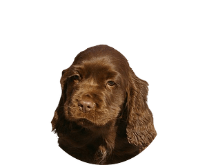 Sussex spaniel pup rond