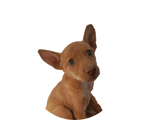 Podenco canario pup rond