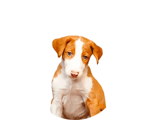 Podenco ibicenco pup rond
