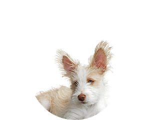 Podengo portugues pup rond