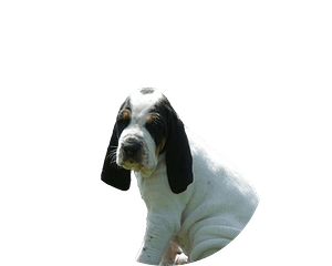 Petit gascon saintongeois pup rond