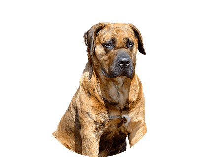 Presa de Canario pup