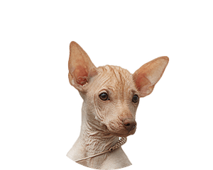 Peruaanse naakthond pup rond