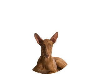 Pharaoh pup rond