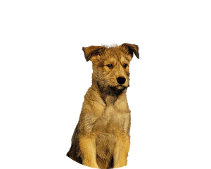 Picardische herdershond pup rond