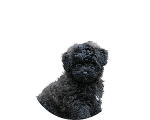 Puli puppy rond