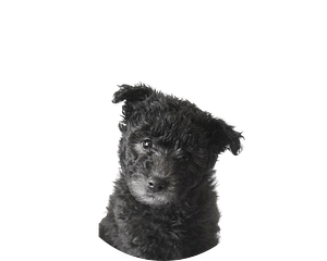 Pumi pup rond