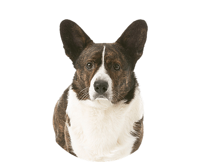 Welsh corgi cardigan rond