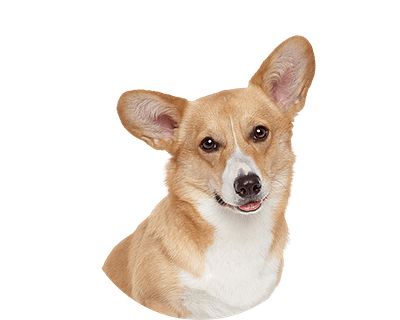 Welsh corgi rond