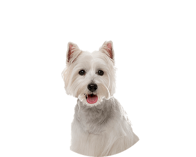 West high terrier rond