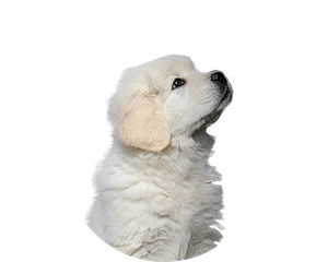 Tatrahond pup rond